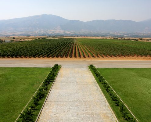 3. Ktima Pavlidis Kokkinogia Vineyards